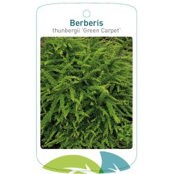 Berberis thunbergii 'Green...