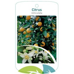 Citrus reticulata FMTLL1787