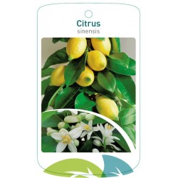 Citrus x limon FMTLL1788