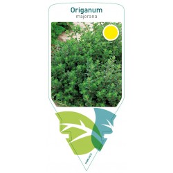 Origanum majorana FMPRL1612
