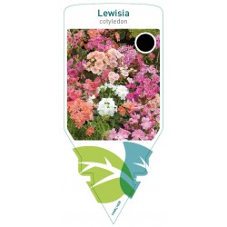 Lewisia cotyledon FMPRL1638