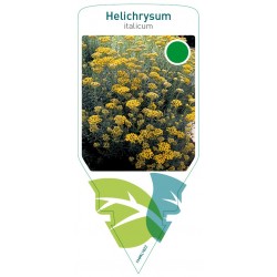 Helichrysum italicum FMPRL1622