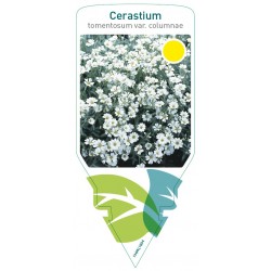 Cerastium tomentosum var....