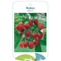 Rubus idaeus red FMTLL1841