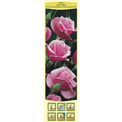 Rosa polyantha różowa FP632