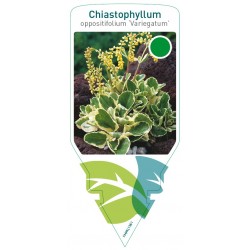 Chiastophyllum...