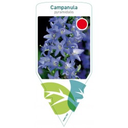 Campanula pyramidalis blue...