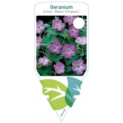 Geranium riversleaianum...