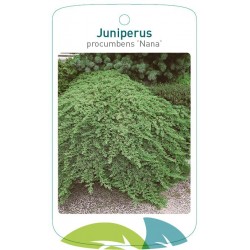 Juniperus procumbens 'Nana'...