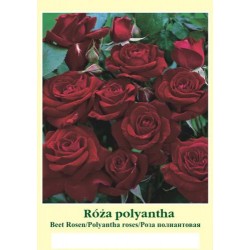 Rosa polyantha bordo FP615