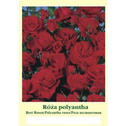Rosa polyantha czerwona FP614