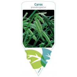 Carex pseudocyperus FMPRL1668