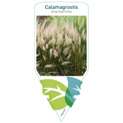 Calamagrostis brachytricha...