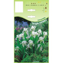 Iris pumila white FP662