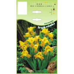 Iris pumila yellow FP664