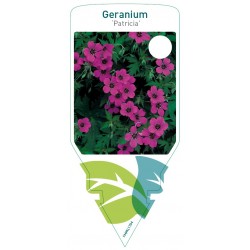 Geranium 'Patricia' FMPRL1704