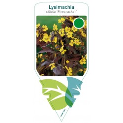 Lysimachia ciliata...