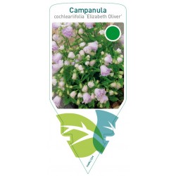 Campanula cochleariifolia...