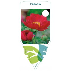 Paeonia red, single FMPRL1193