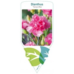 Dianthus tenneriffa mix...