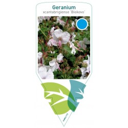 Geranium cantabrigiense...