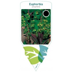Euphorbia martinii FMPRL1174