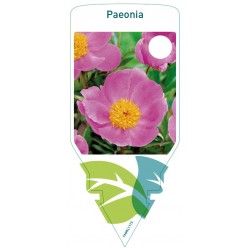 Paeonia pink, singular...