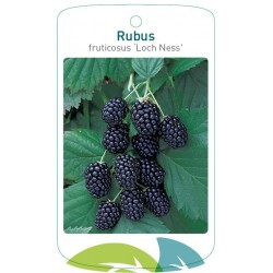 Rubus fruticosus 'Loch...