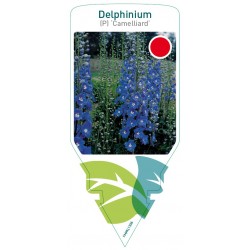 Delphinium (P) 'Camelliard'...