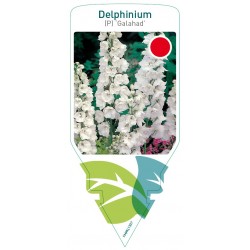 Delphinium (P) 'Galahad'...
