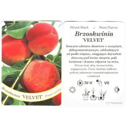 Prunus persica 'Velvet'...