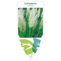 Cortaderia selloana FMPRL1165