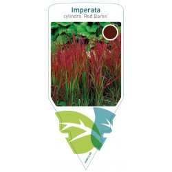 Imperata cylindra 'Red...