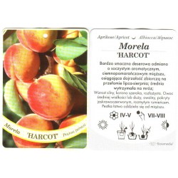 Prunus persica 'Harcot'...