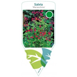 Salvia greggii 'Maraschino'...