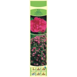 Rosa parkowa różowa KAPROZ0001