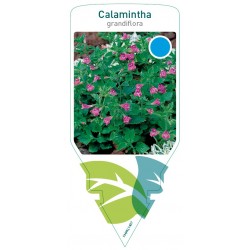 Calamintha grandiflora...