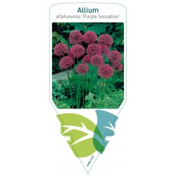 Allium aflatunense 'Purple...