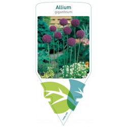 Allium giganteum FMPRL1436