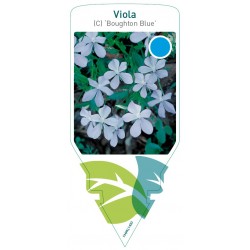 Viola (C) 'Boughton Blue'...