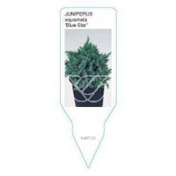 Juniperus squamata 'Blue...