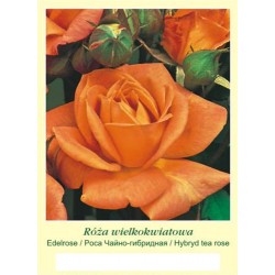 Rosa TH herbaciana FP606