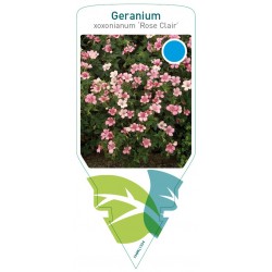 Geranium oxonianum 'Rose...