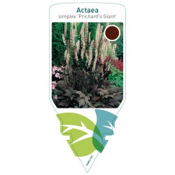Actaea (Cimicifuga) simplex...