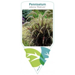 Pennisetum setaceum...
