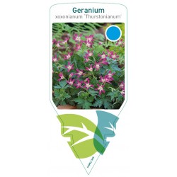 Geranium oxonianum...
