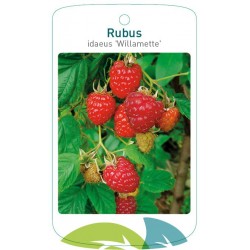 Rubus idaeus 'Willamette'...
