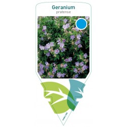 Geranium pratense FMPRL1506