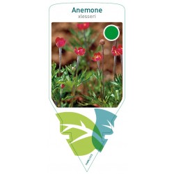 Anemone lesseri FMPRL1515