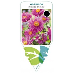 Anemone hybrida 'Pamina'...